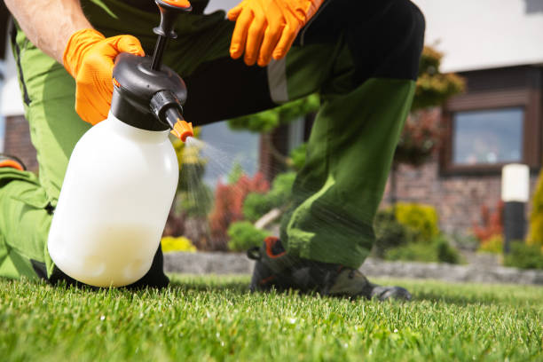 Best Wasp Removal Services  in Leadville, CO