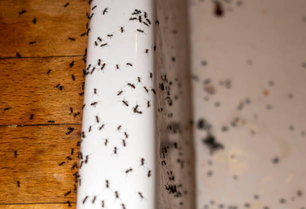 Best Residential Pest Control  in Leadville, CO