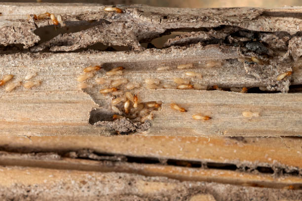 Best Spider Control Near Me  in Leadville, CO