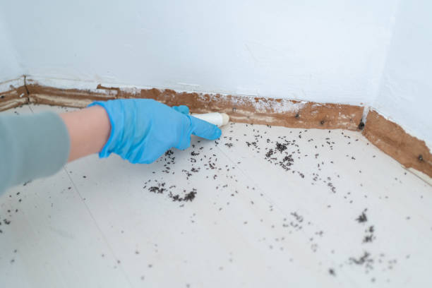Best Pest Prevention Services  in Leadville, CO